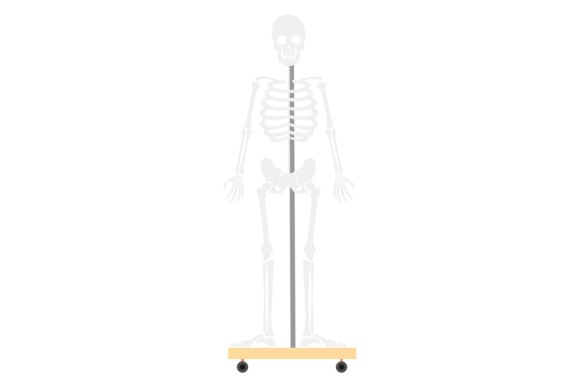 Human Skeleton. Anatomical Study. School Graphics in Crafts